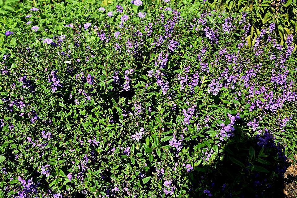 Angelonia angustifolia (Summer Snapdragon) (alternate view 12)