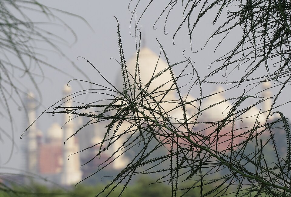 Parkinsonia (palo verde)