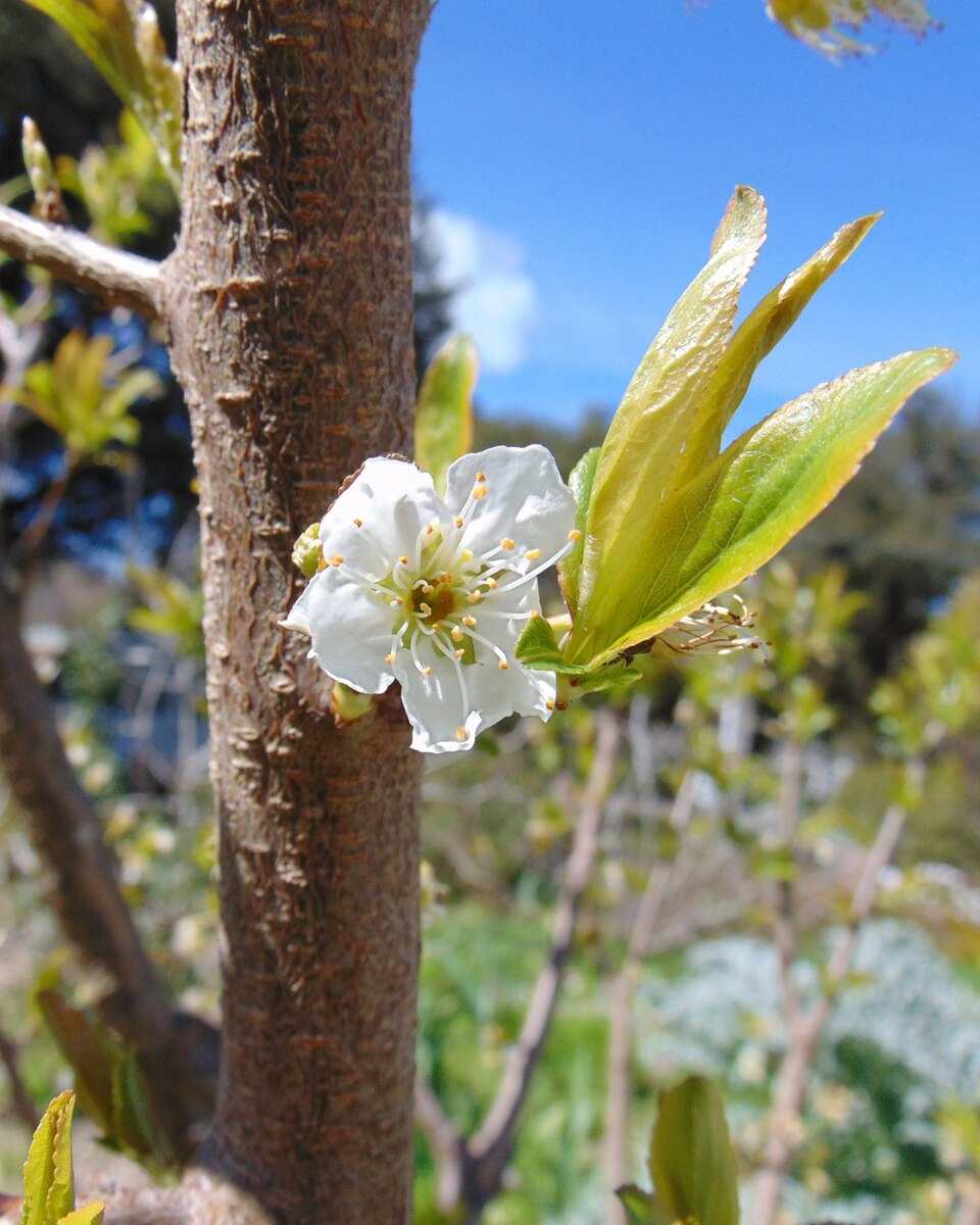 Prunus salicina 'Satsuma' (Satsuma Plum) (alternate view 4)