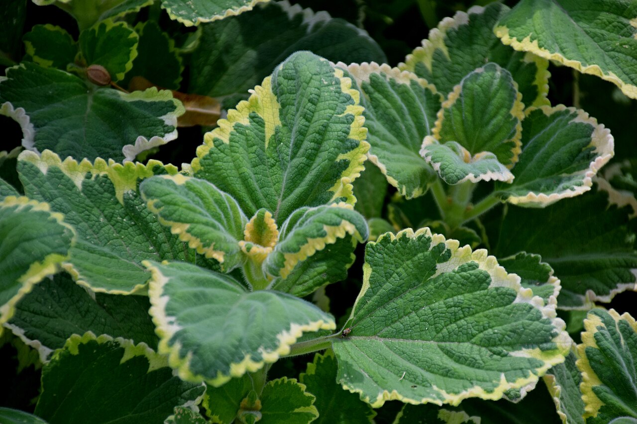 Plectranthus ciliatus, Spurflower — spreading evergreen (Lamiaceae) (image 1 of 10)