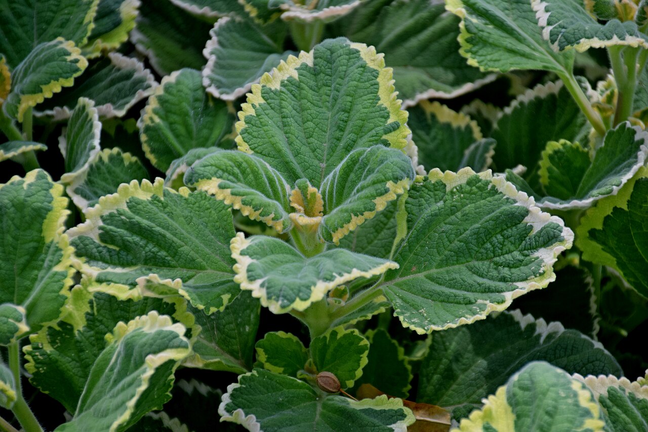 Plectranthus ciliatus, Spurflower — spreading evergreen (Lamiaceae) (image 2 of 10)