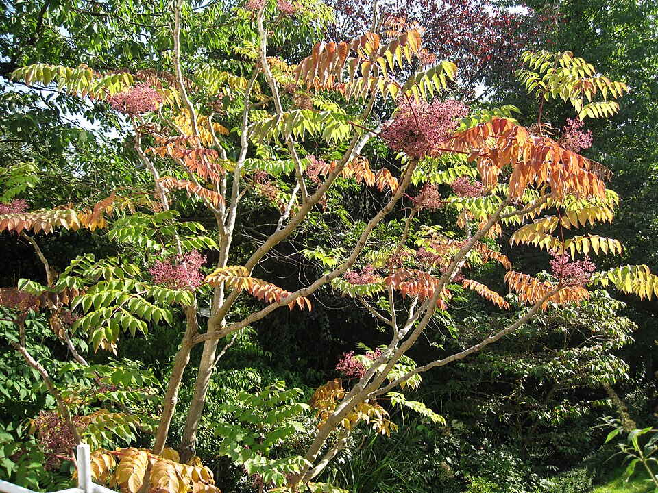 Aralia elata (Japanese angelica tree) (alternate view 10)