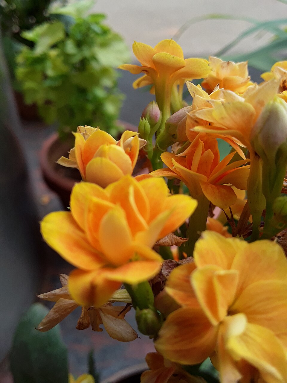 Kalanchoe (Kalanchoes) (alternate view 2)