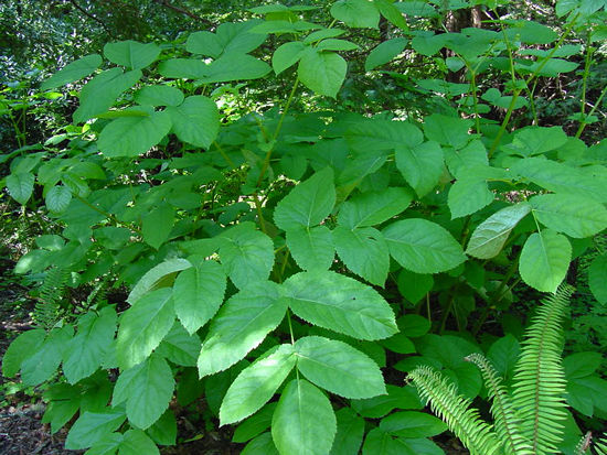 Aralia californica (California Spikenard)