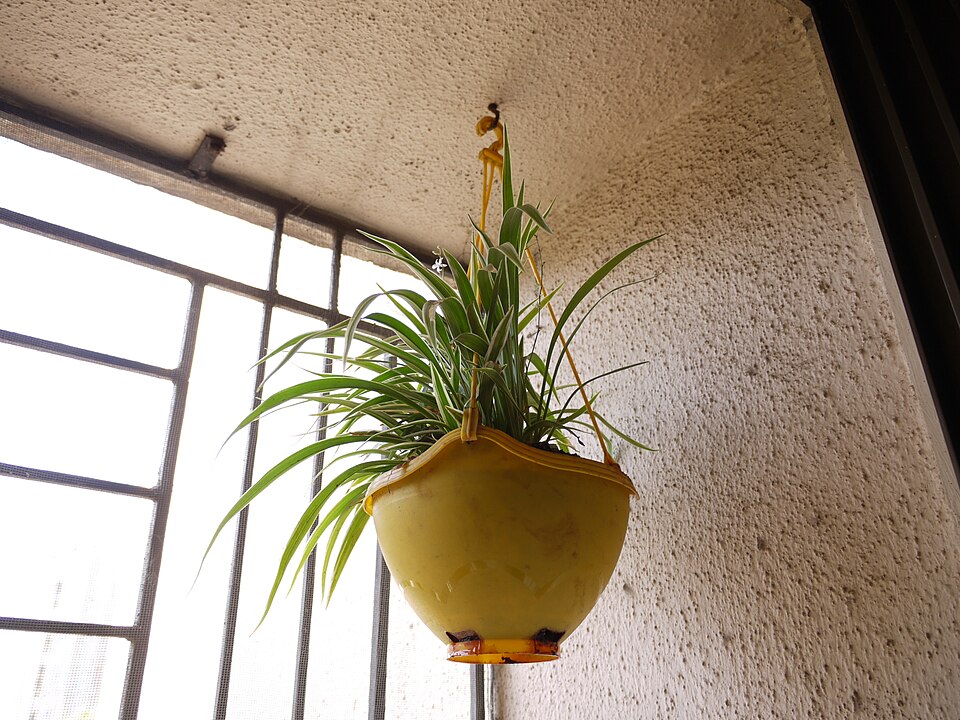 Chlorophytum (Grass Lilies) (alternate view 3)