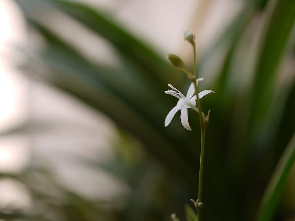 Chlorophytum (Grass Lilies) (alternate view 4)