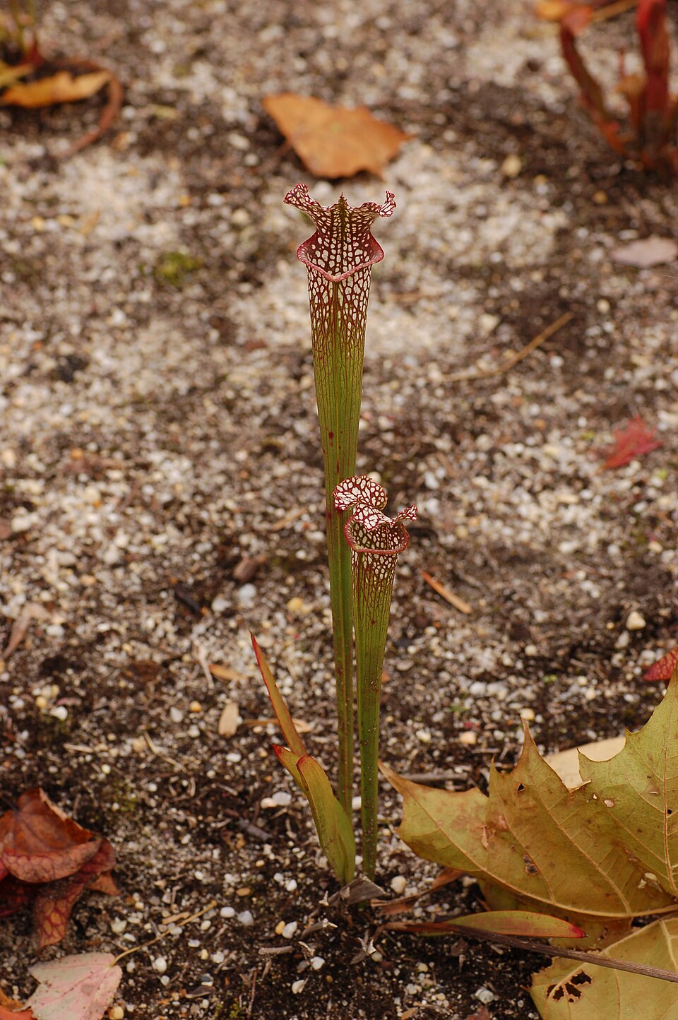 Sarracenia leucophylla (white pitcher plant) (alternate view 6)
