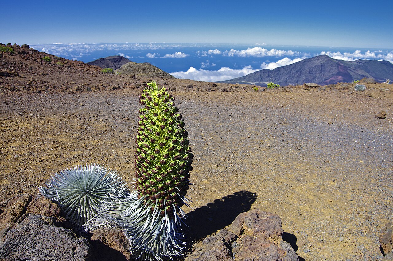Argyroxiphium sandwicense, Silversword — mounding evergreen (Asteraceae) (image 8 of 9)
