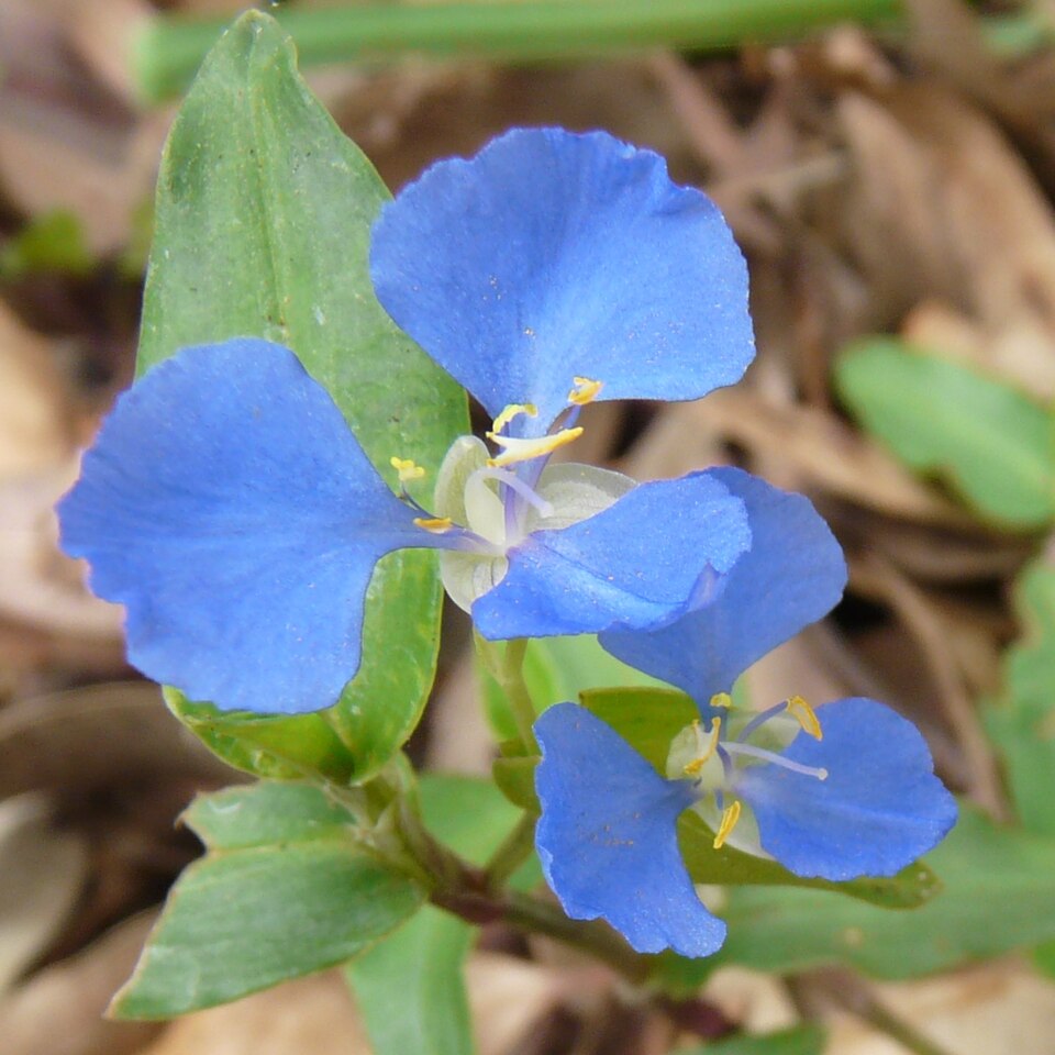 Commelina cyanea (scurvy weed) (alternate view 2)