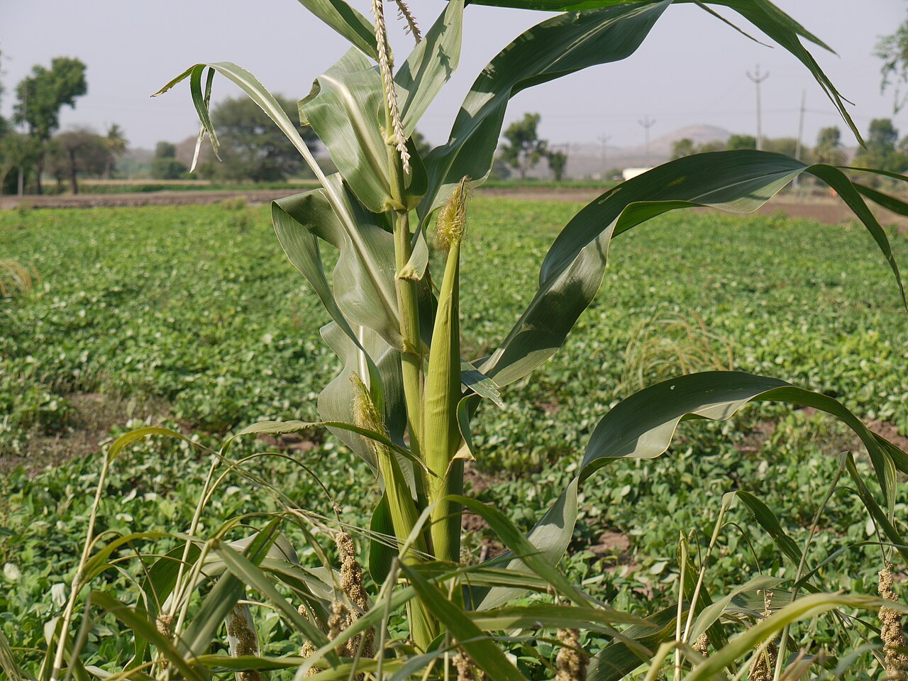 Zea mays, Corn — upright deciduous (Poaceae) (image 2 of 5)