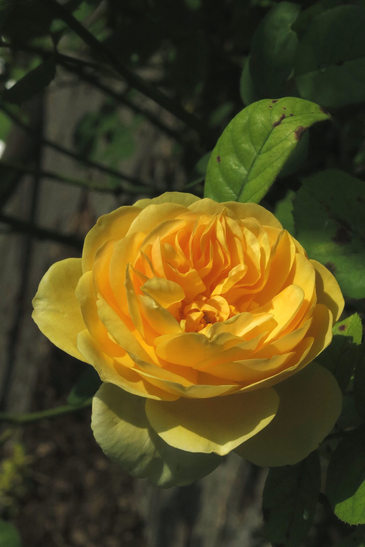 Rosa 'Graham Thomas', Rose 'Graham Thomas' — upright deciduous (Rosaceae) (image 7 of 10)