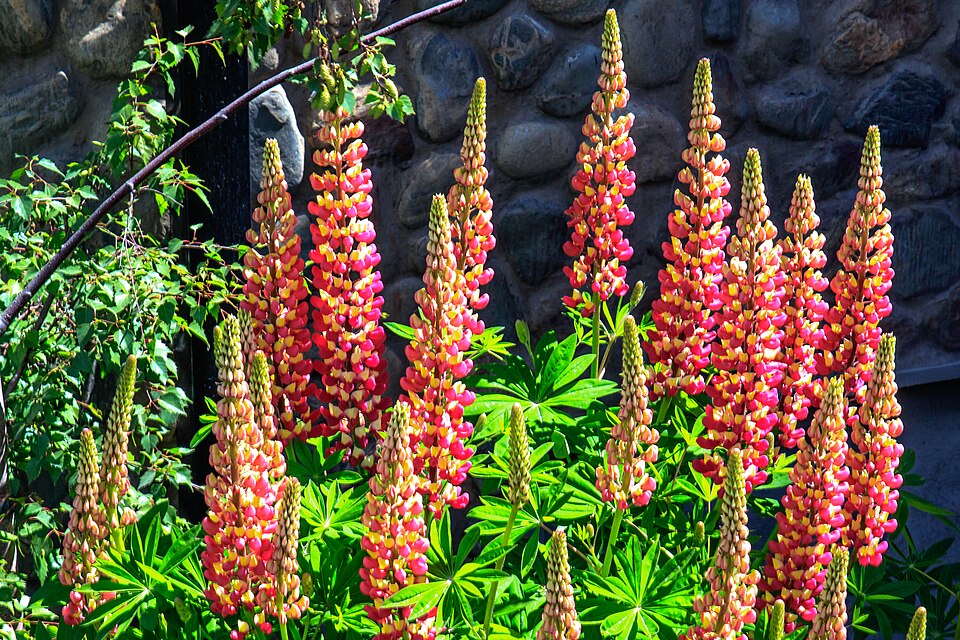 Lupinus (lupines) (alternate view 2)