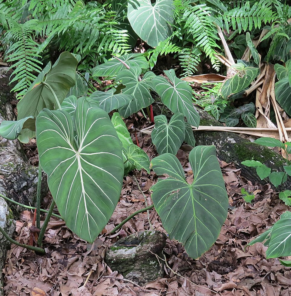 Philodendron gloriosum (Glorious Philodendron) (alternate view 7)