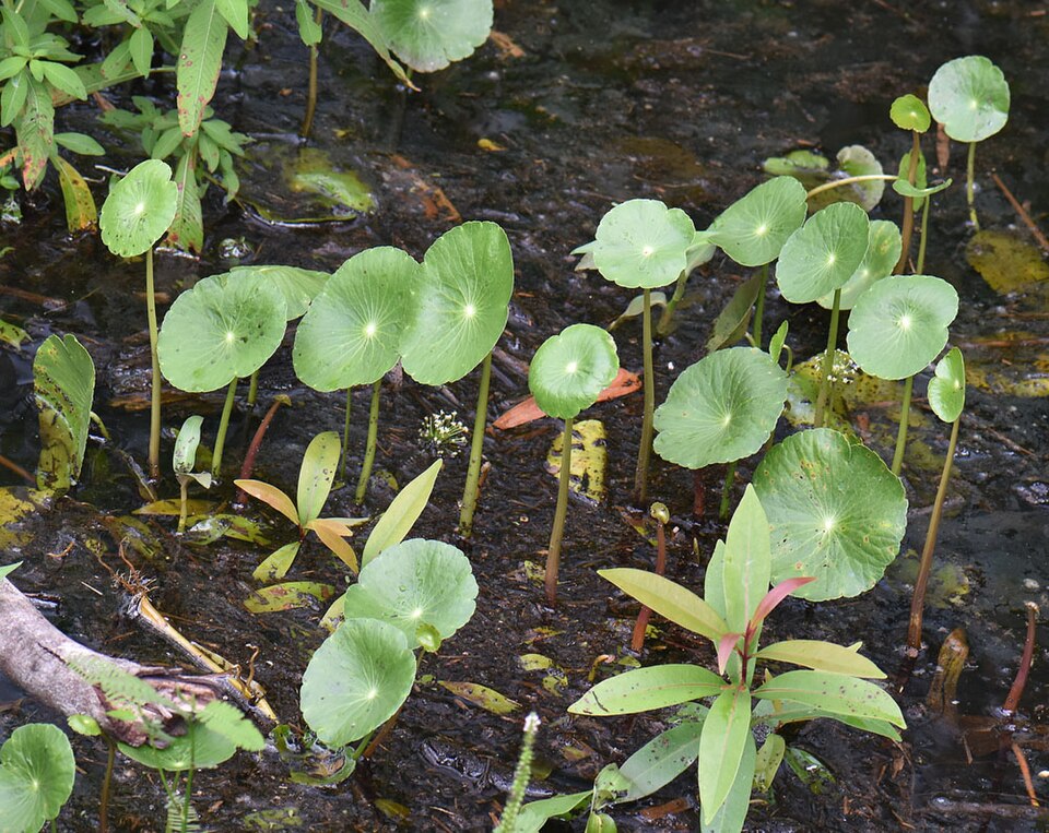 Hydrocotyle umbellata (manyflower marshpennywort) (alternate view 2)