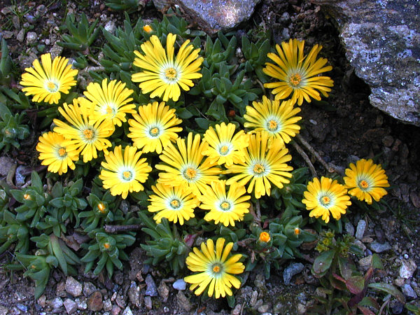 Delosperma congestum 'Gold Nugget' (Gold Nugget Ice Plant)