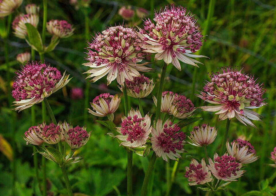 Astrantia major 'Rubra' (Rubra Masterwort) (alternate view 2)