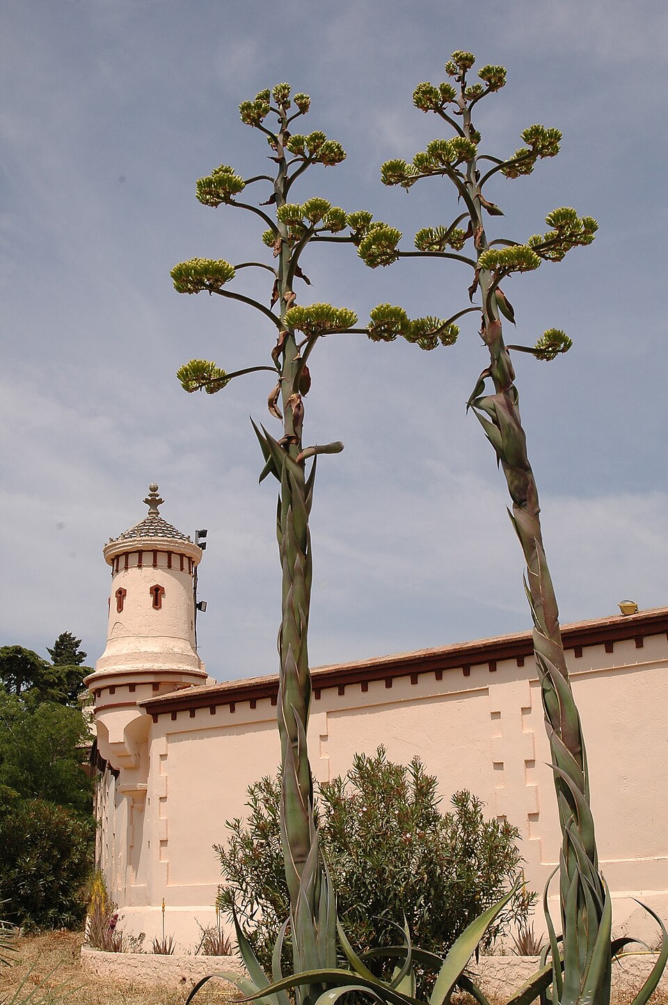 Agave americana (Century Plant) (alternate view 7)