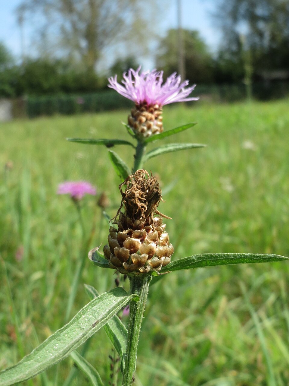 Centaurea jacea (Brown Knapweed)