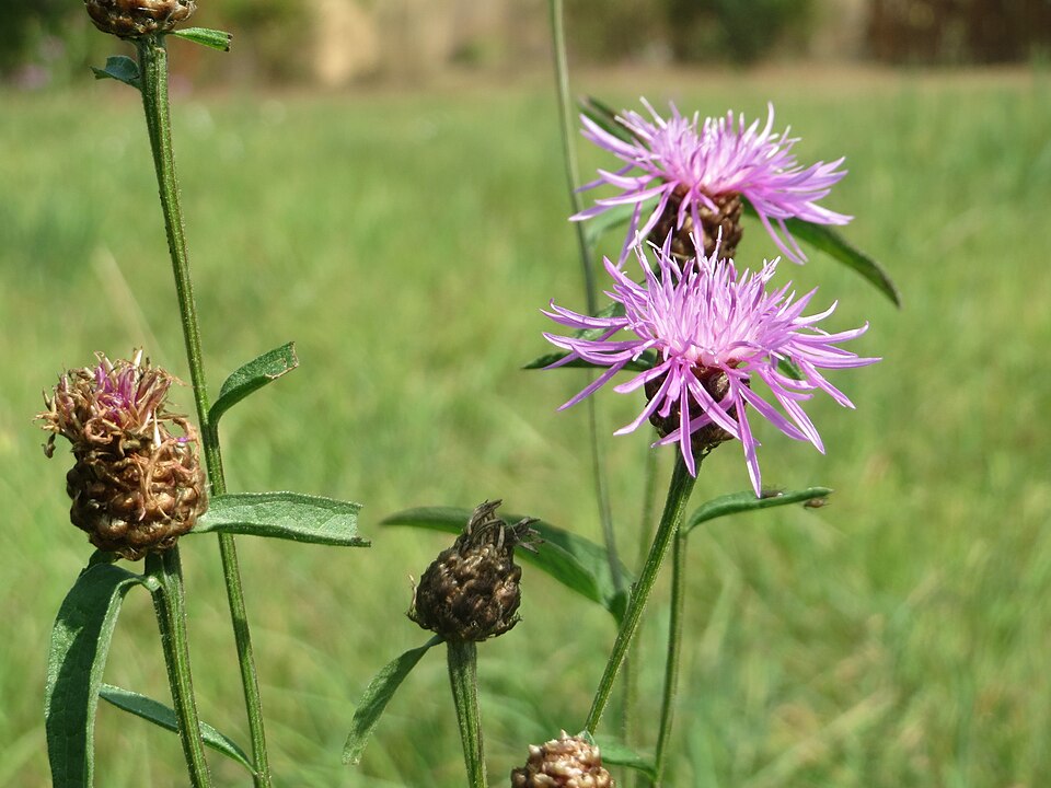 Centaurea jacea (Brown Knapweed)