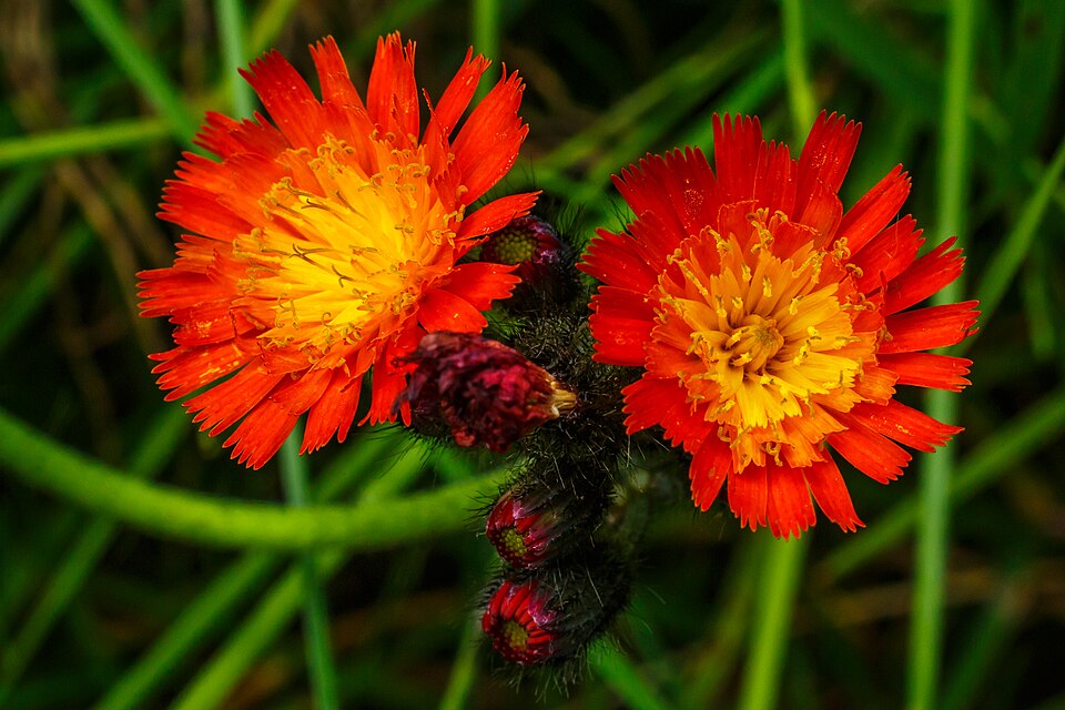 Pilosella (mouse-ear hawkweeds) (alternate view 5)