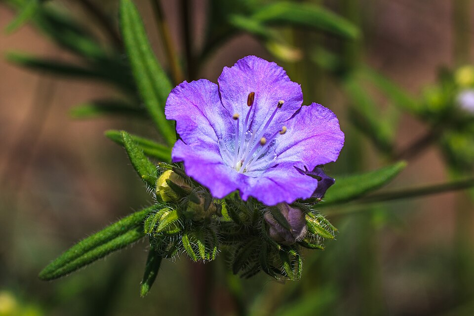 Phacelia (Scorpionweeds)
