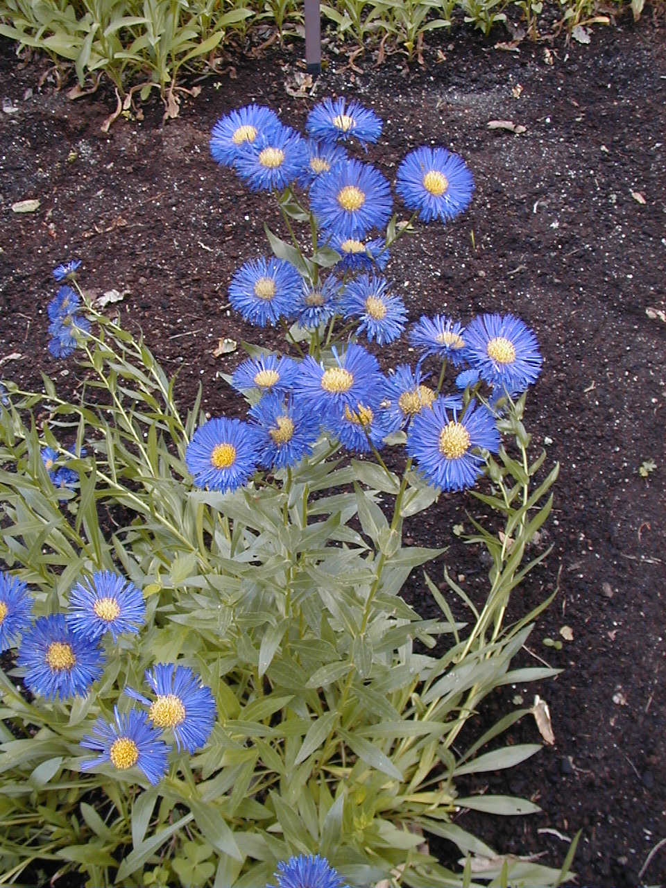 Erigeron speciosus (Showy Fleabane) (alternate view 7)