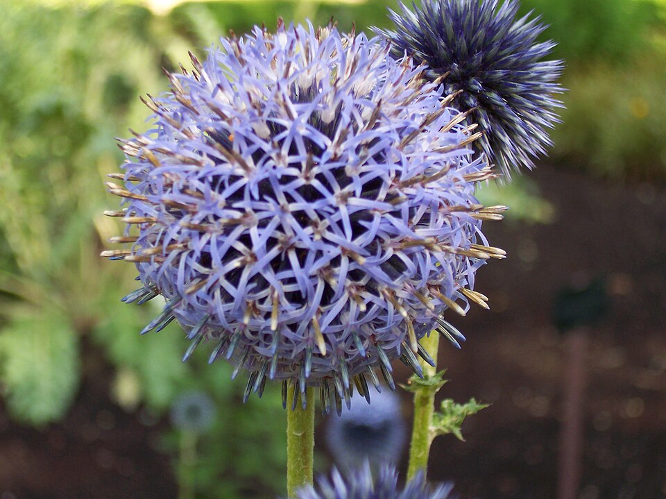 Echinops bannaticus (Blue Globe Thistle) (alternate view 6)