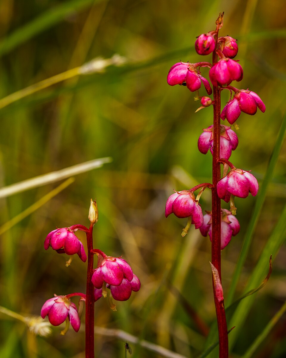 Pyrola (wintergreens) (alternate view 4)