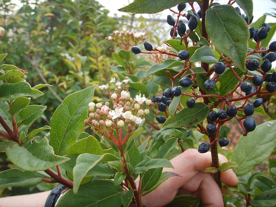 Viburnum tinus (Viburnum tinus) (alternate view 6)