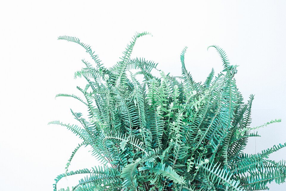 Nephrolepis obliterata (Kimberley Queen Fern)