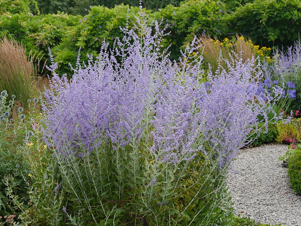 Salvia yangii (Russian Sage) (alternate view 13)