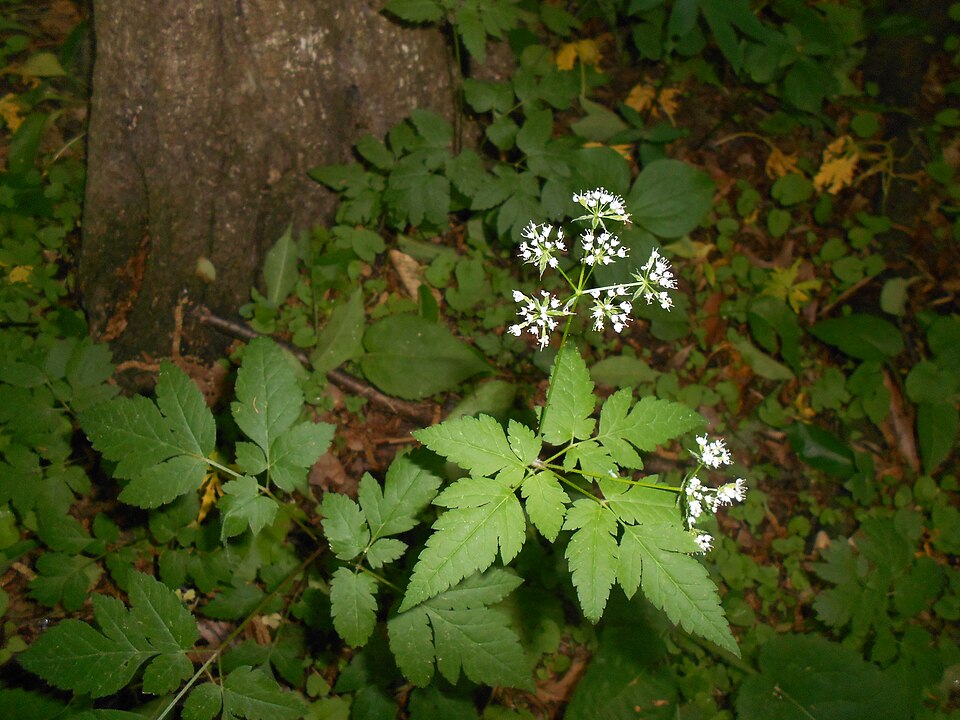 Osmorhiza longistylis (aniseroot) (alternate view 5)