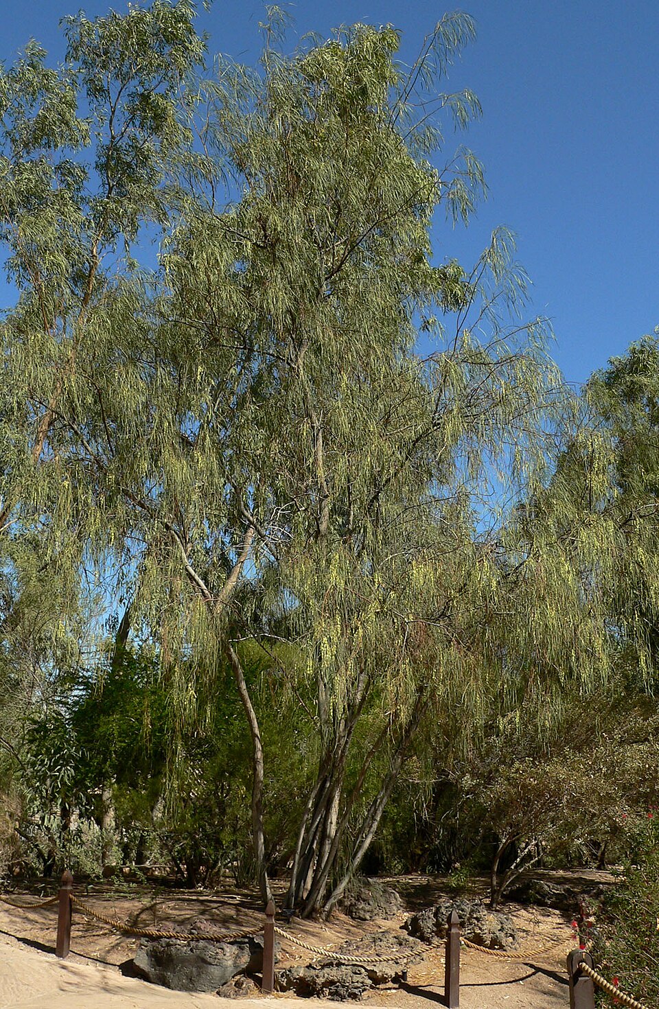 Acacia stenophylla (alternate view 8)