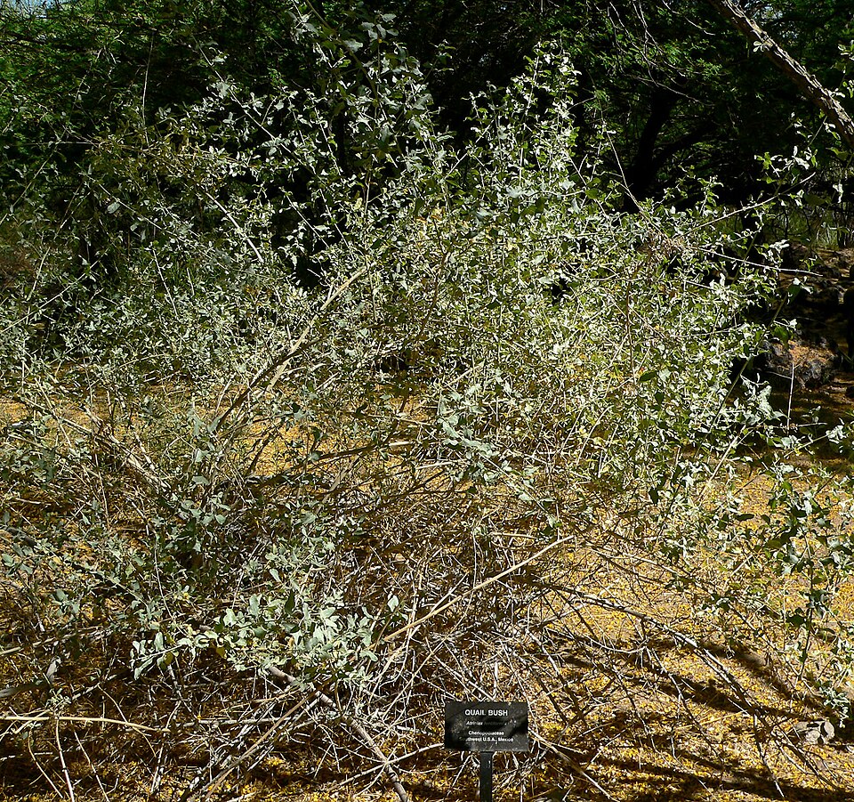 Atriplex lentiformis (big saltbush) (alternate view 7)