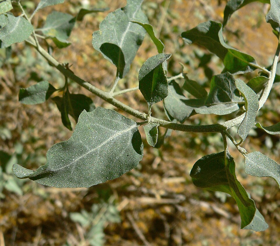 Atriplex lentiformis (big saltbush) (alternate view 8)