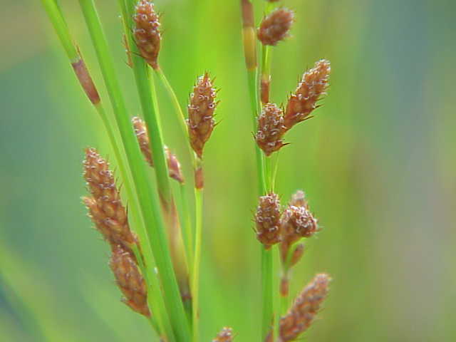 Baloskion tetraphyllum (tassel cord-rush)