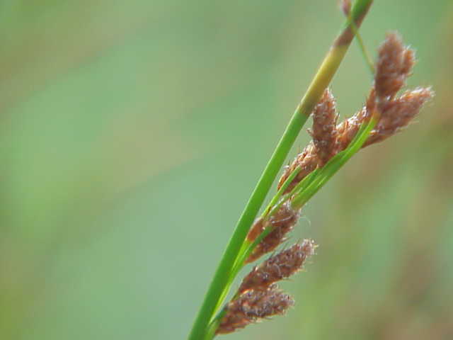 Baloskion tetraphyllum (tassel cord-rush) (alternate view 2)