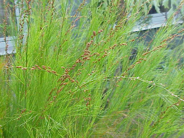 Baloskion tetraphyllum (tassel cord-rush) (alternate view 3)