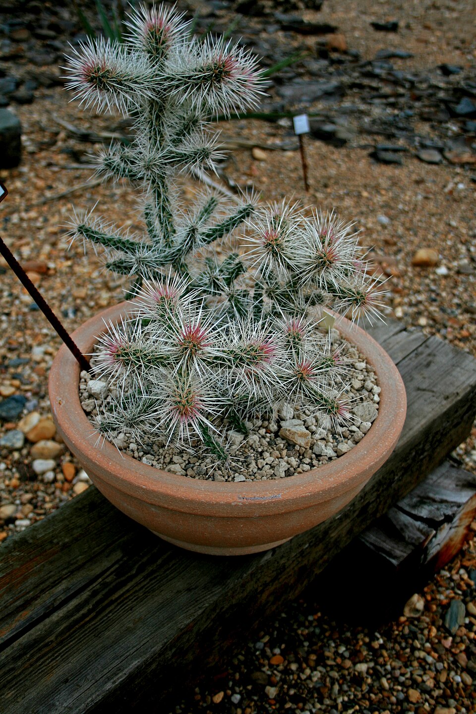 Cylindropuntia whipplei (Whipple's Cholla) (alternate view 8)