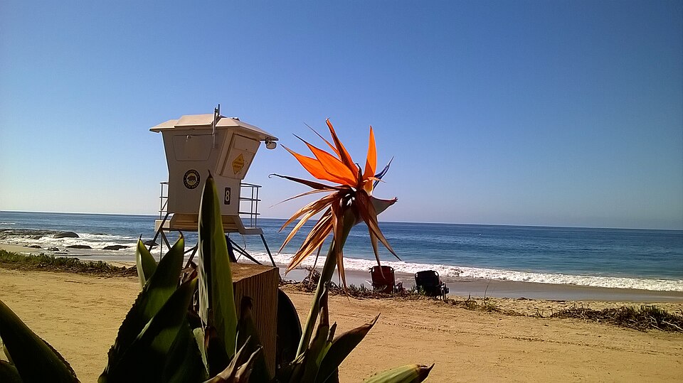 Strelitzia reginae (Bird of Paradise) (alternate view 10)