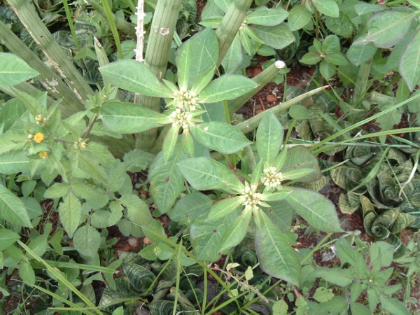 Euphorbia dentata (green poinsettia)