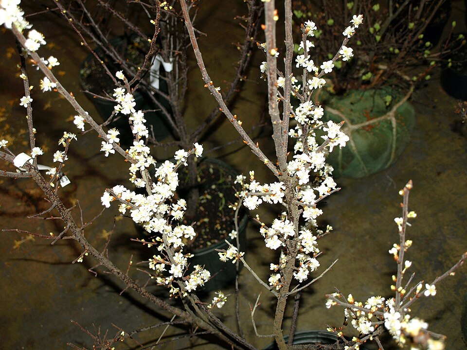 Prunus maritima (Beach Plum) (alternate view 4)