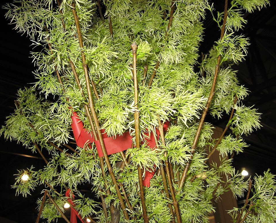 Chionanthus virginicus (White Fringetree) (alternate view 9)