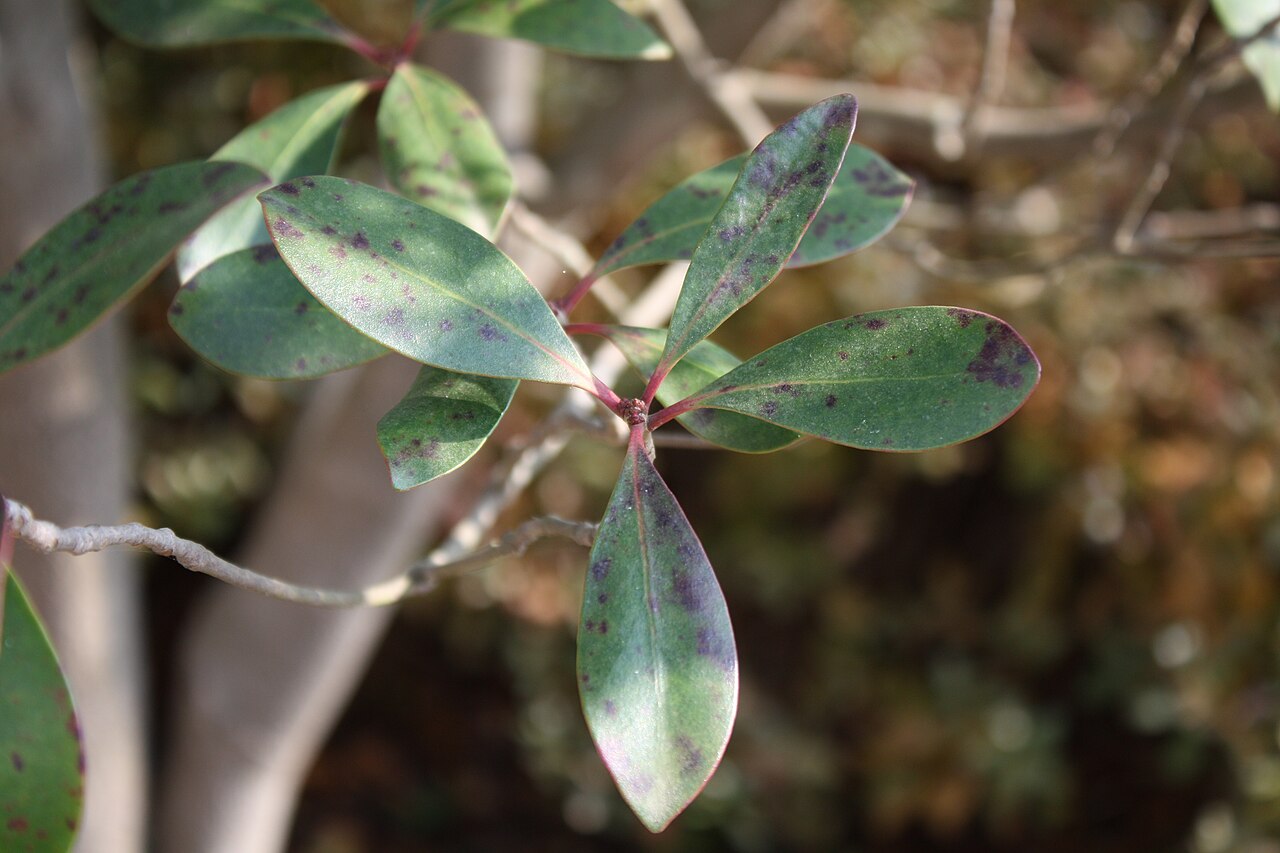 Ternstroemia gymnanthera, Japanese cleyera — upright evergreen (Pentaphylacaceae) (image 7 of 10)