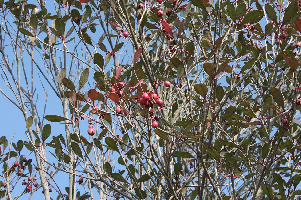 Ternstroemia gymnanthera, Japanese cleyera — upright evergreen (Pentaphylacaceae) (image 8 of 10)