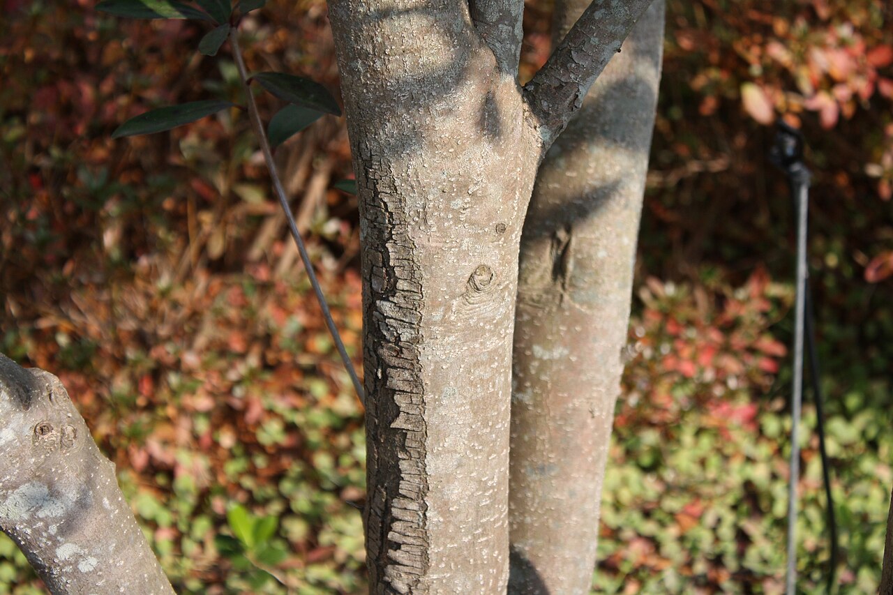 Ternstroemia gymnanthera, Japanese cleyera — upright evergreen (Pentaphylacaceae) (image 9 of 10)