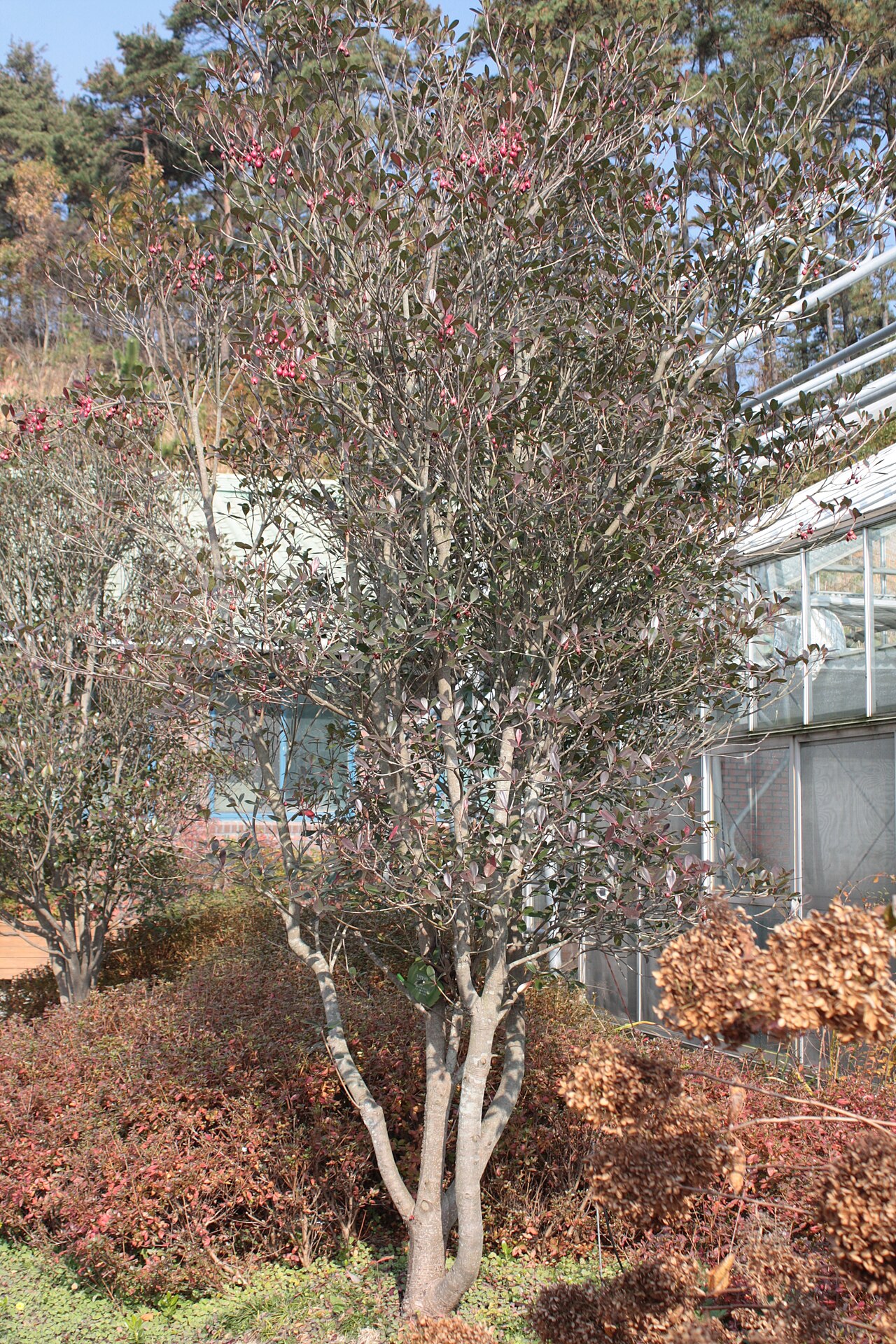 Ternstroemia gymnanthera, Japanese cleyera — upright evergreen (Pentaphylacaceae) (image 10 of 10)