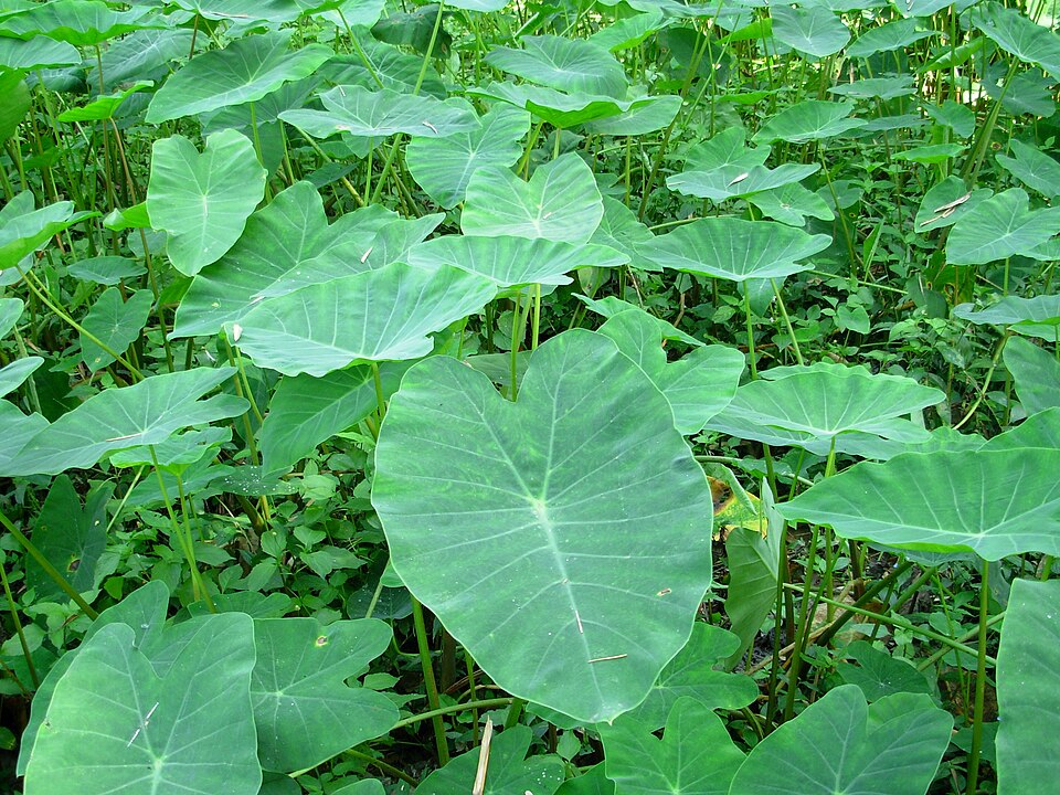 Alocasia odora (Upright Elephant Ear) (alternate view 3)