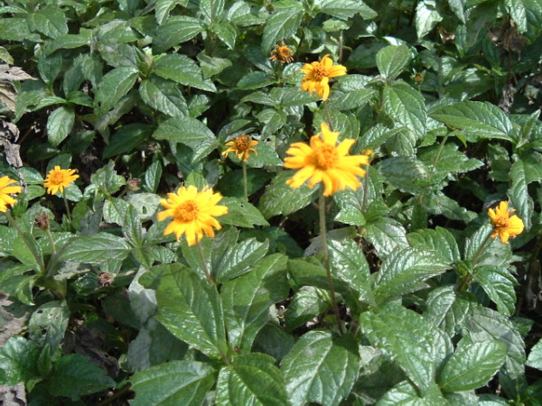 Sphagneticola trilobata (Trailing Daisy)