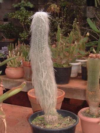 Cephalocereus senilis (Old Man Cactus) (alternate view 2)